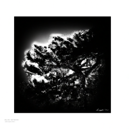 "Arrr, a fresh wave o' Iranian flicks be sailin' into the Oscars, me hearties! Avast, prepare for cinematic treasure!"